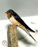 Swallow 8W93D-05